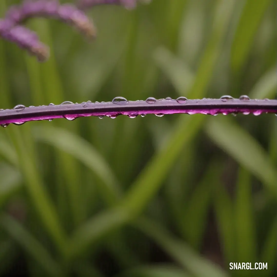 A stunning close-up of a vibrant purple flower adorned with glistening water droplets on its lush green leaves, set against a softly blurred backdrop that enhances its vivid hue. The deep coffee tones in the background create a warm and inviting atmospher