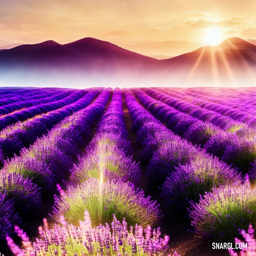 Field of lavender flowers with the sun shining over the mountains in the background