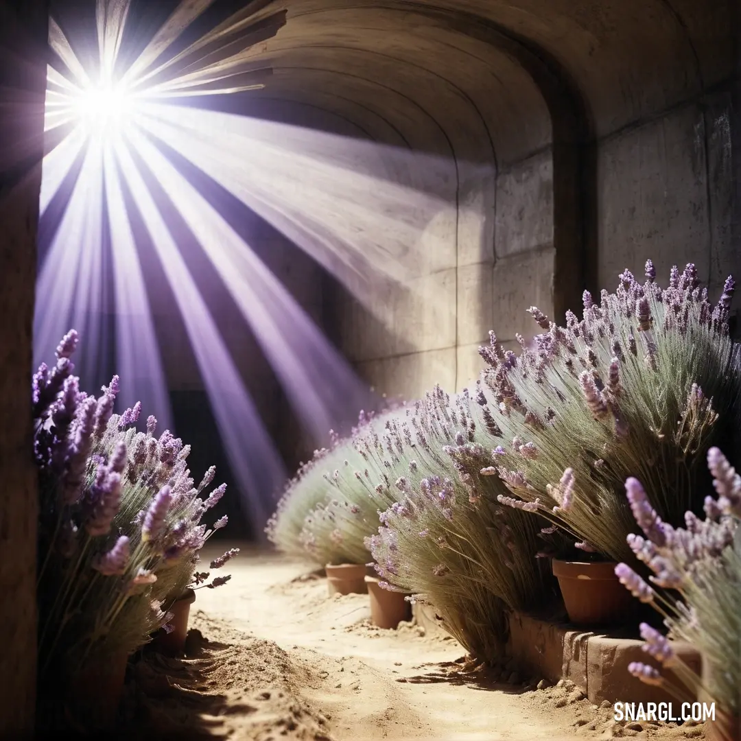 Deep lilac color example: Bunch of lavender plants in a tunnel with a light shining through them and a star above them in the middle