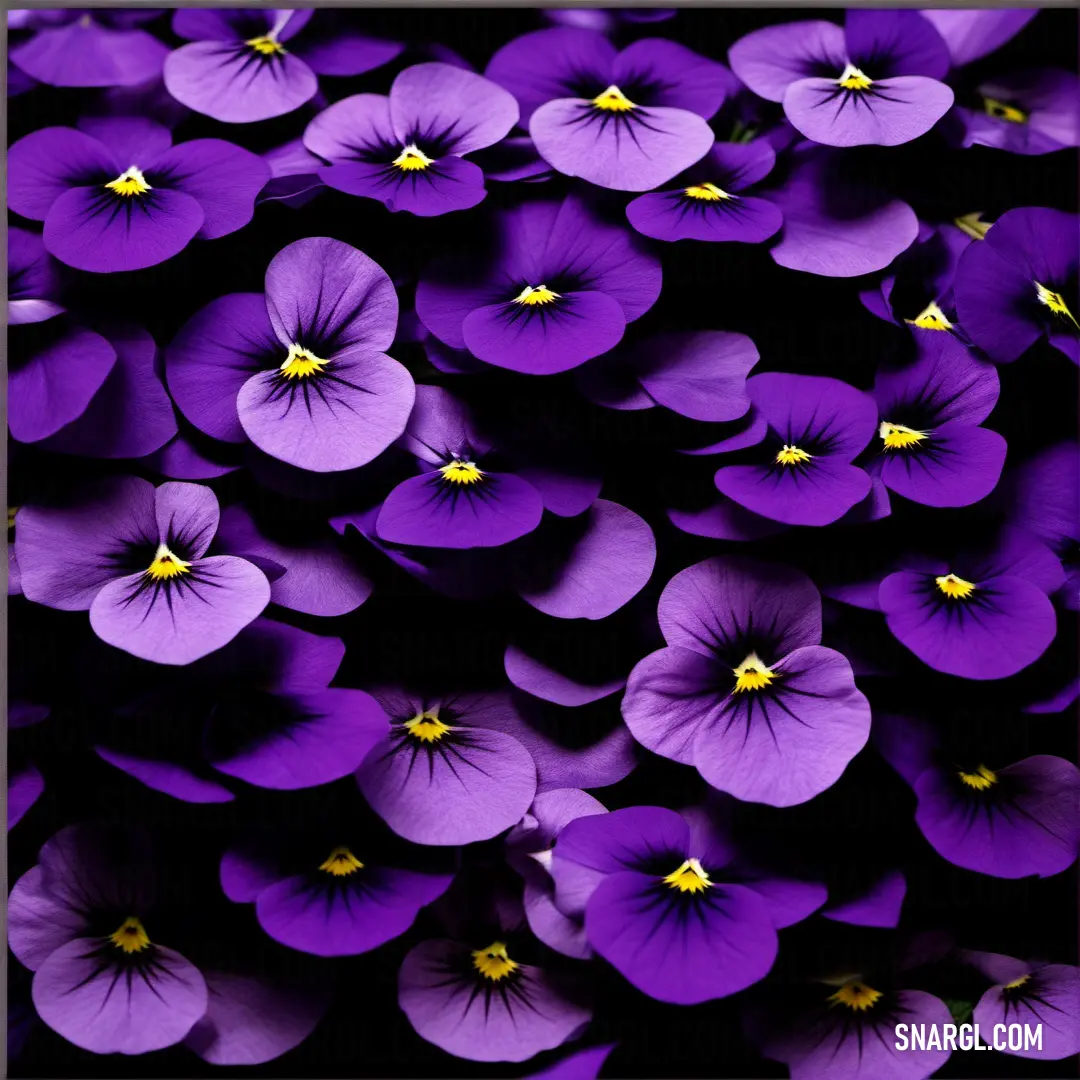 Deep lilac color. Bunch of purple flowers that are in a square frame with a black background
