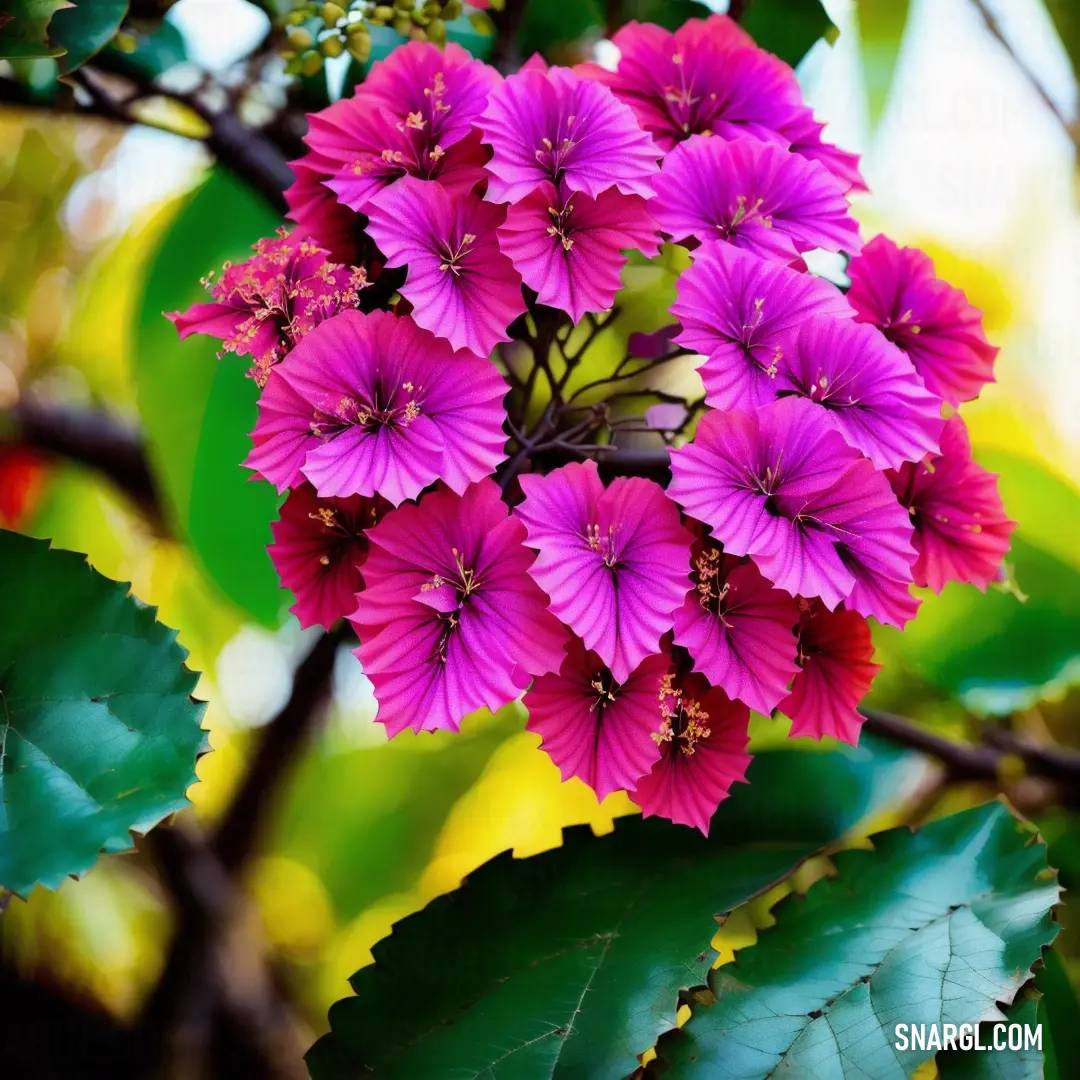 Bunch of pink flowers on a tree branch with green leaves around them and a yellow background behind them. Color CMYK 0,100,0,20.