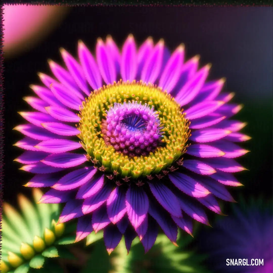 Purple flower with a yellow center surrounded by other flowers in the background. Example of Deep magenta color.