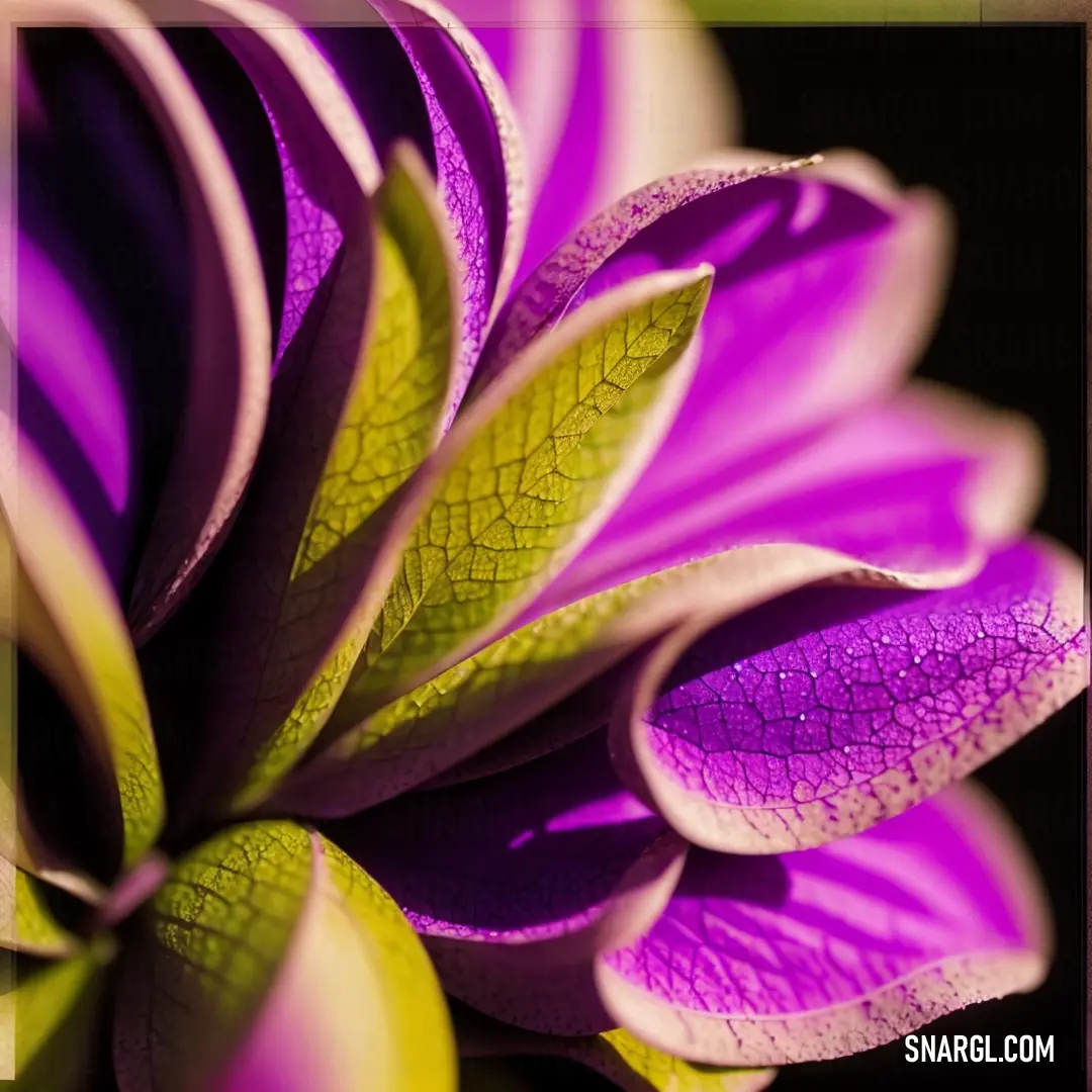 Deep magenta color example: Purple flower with green leaves on it's petals and a black background with a white border around it