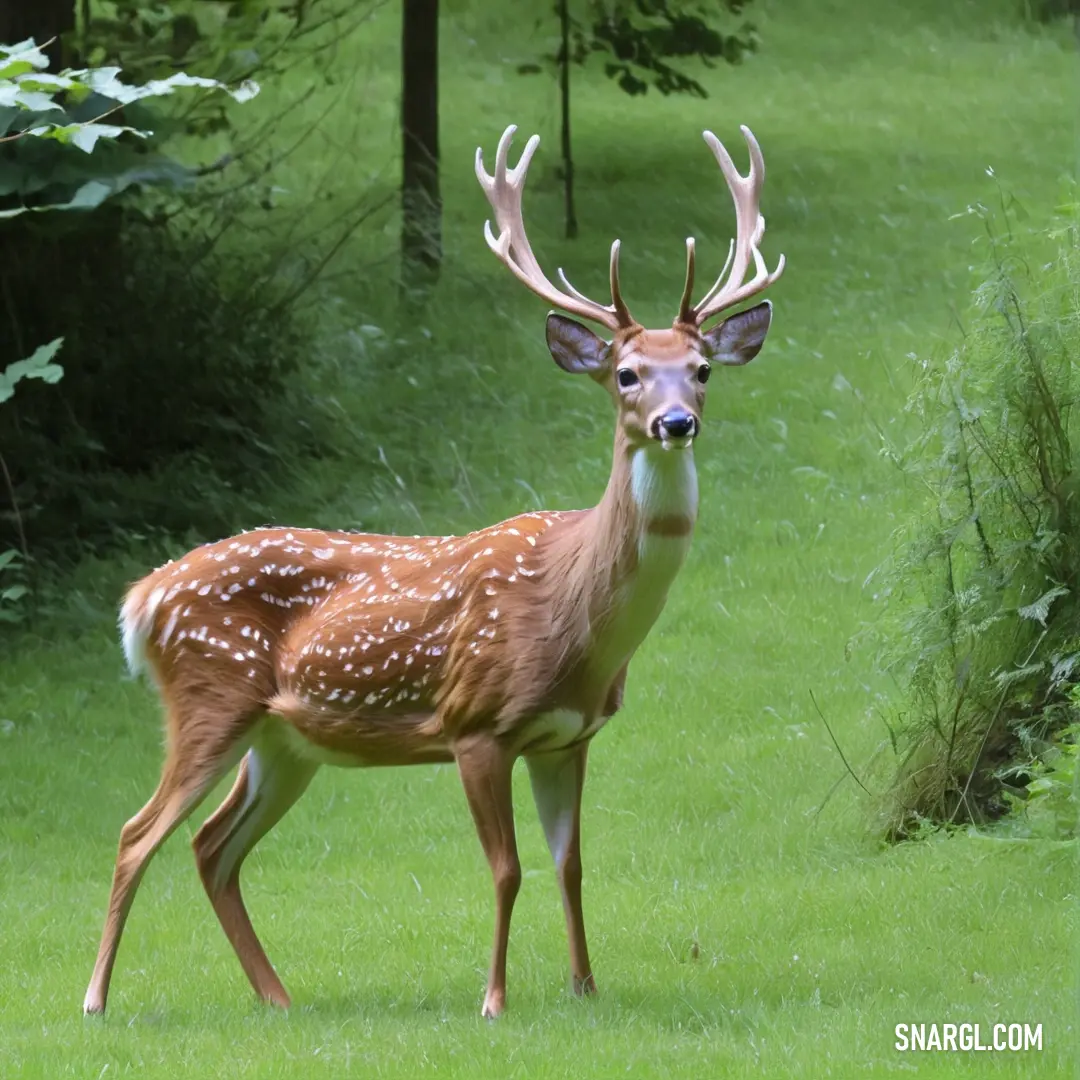 Deer standing in a field of grass with trees in the background