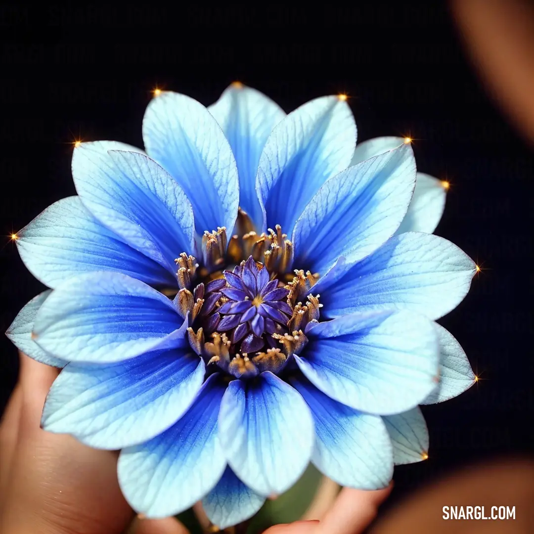 Blue flower with a person holding it in their hands with a black background behind it