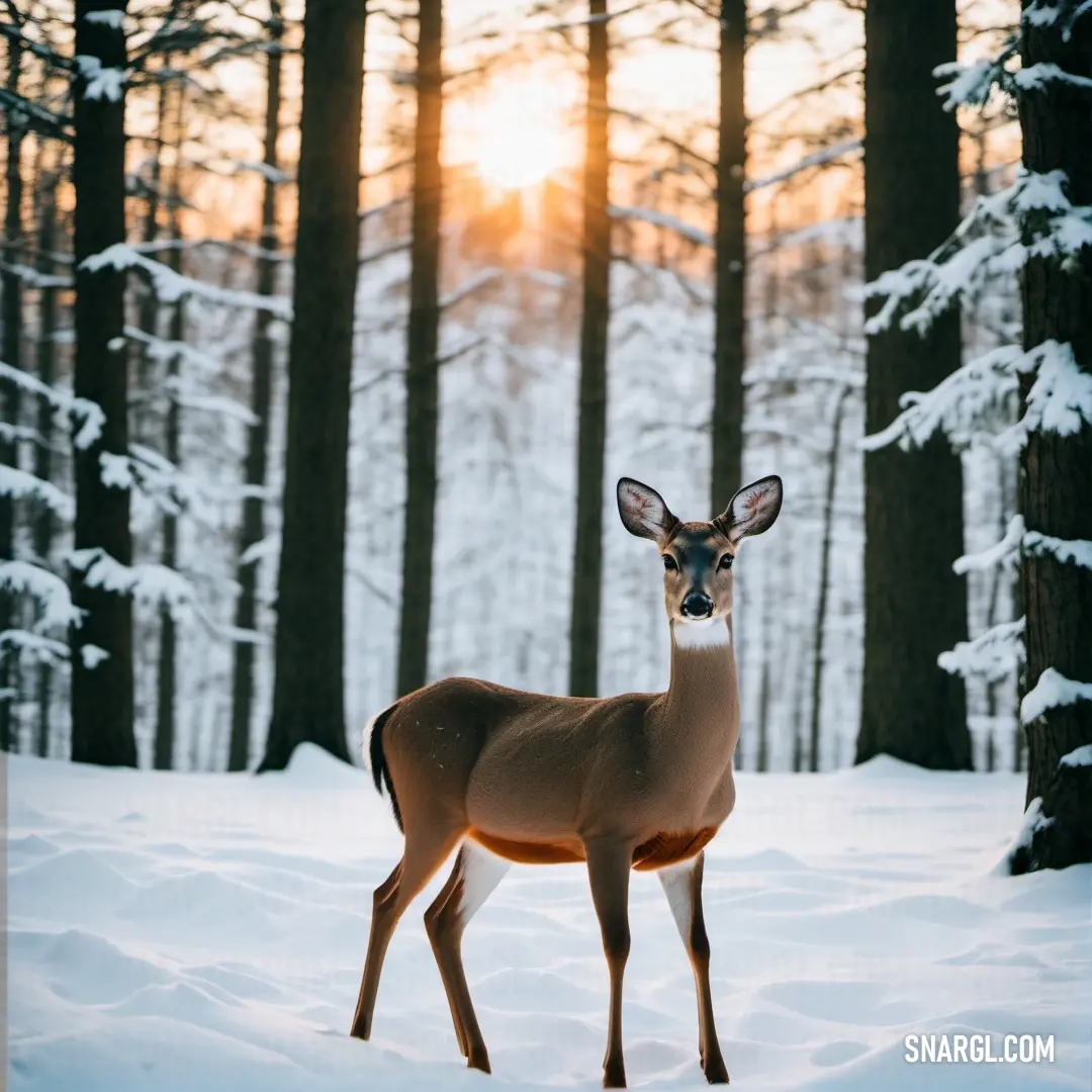 Deer standing in the snow in front of trees and snow covered ground with the sun shining through the trees