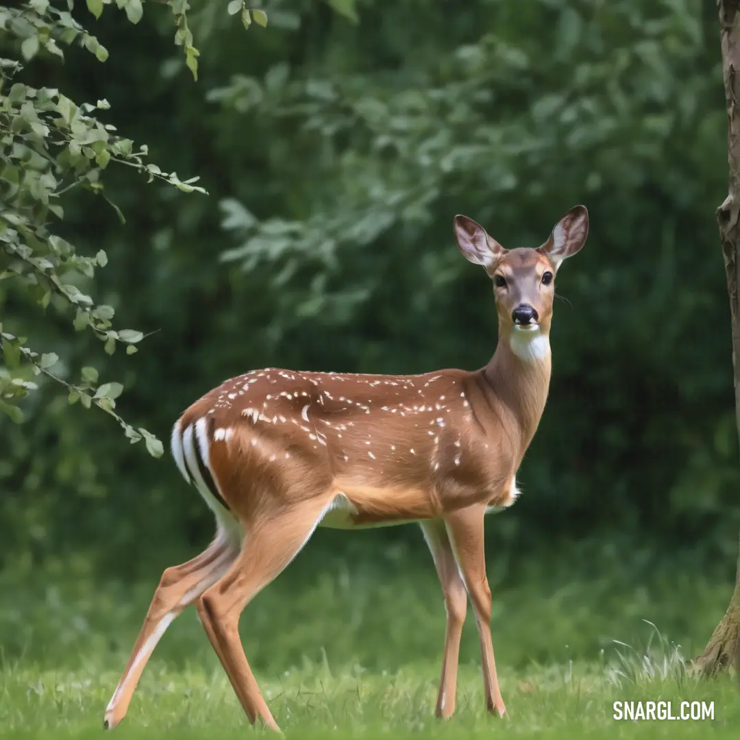 Deer standing next to a tree in a forest with green grass and trees in the background