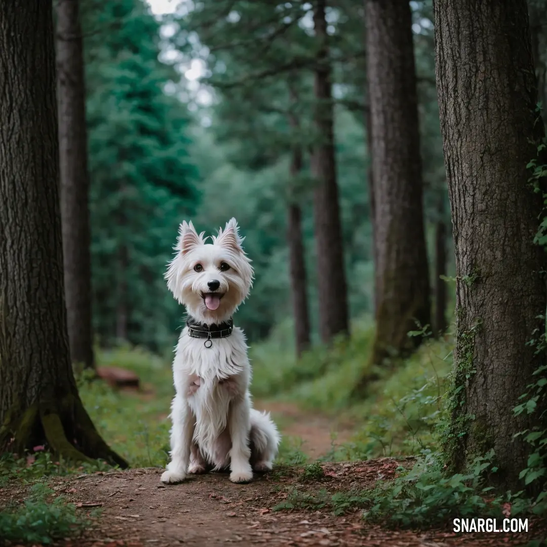 Small white dog on a dirt path in the woods with trees in the background and a forest path
