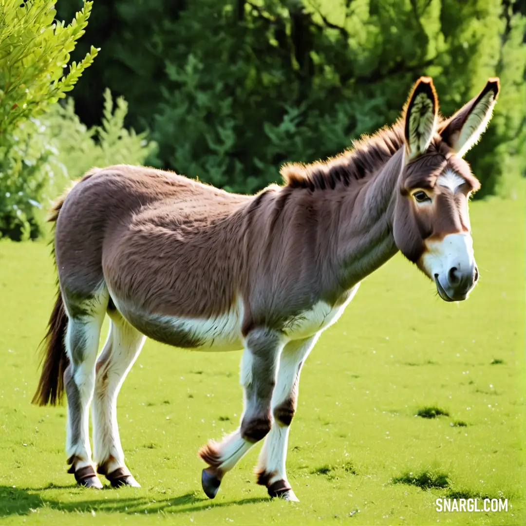 Donkey is walking in a field of grass and trees in the background