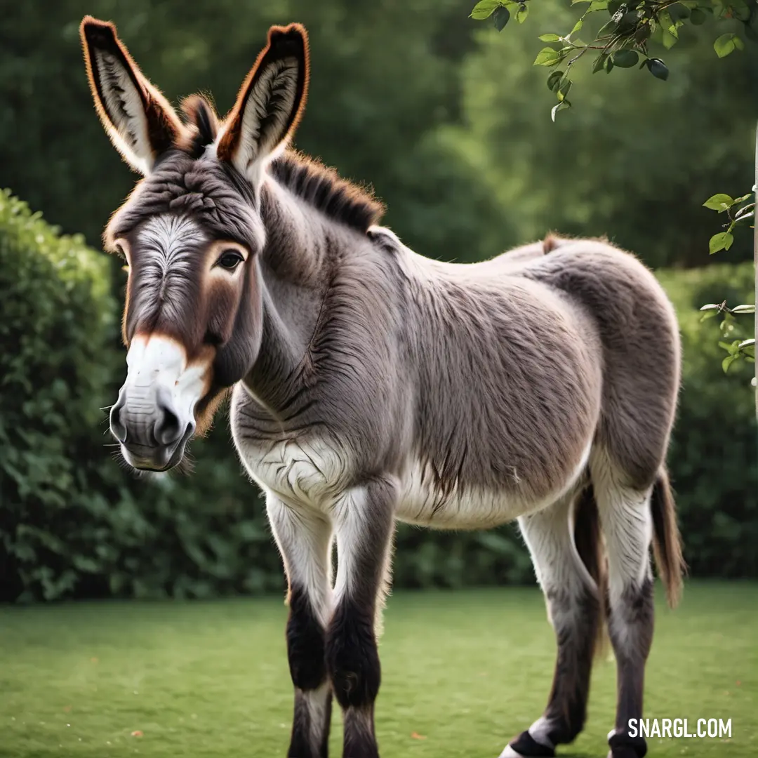 Donkey standing in a field of grass with trees in the background