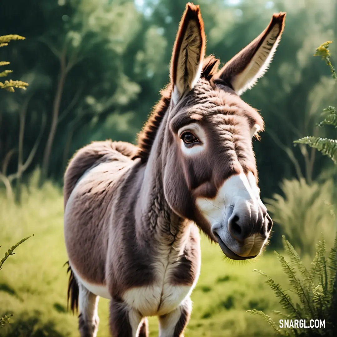 Donkey standing in a field of grass and plants with trees in the background