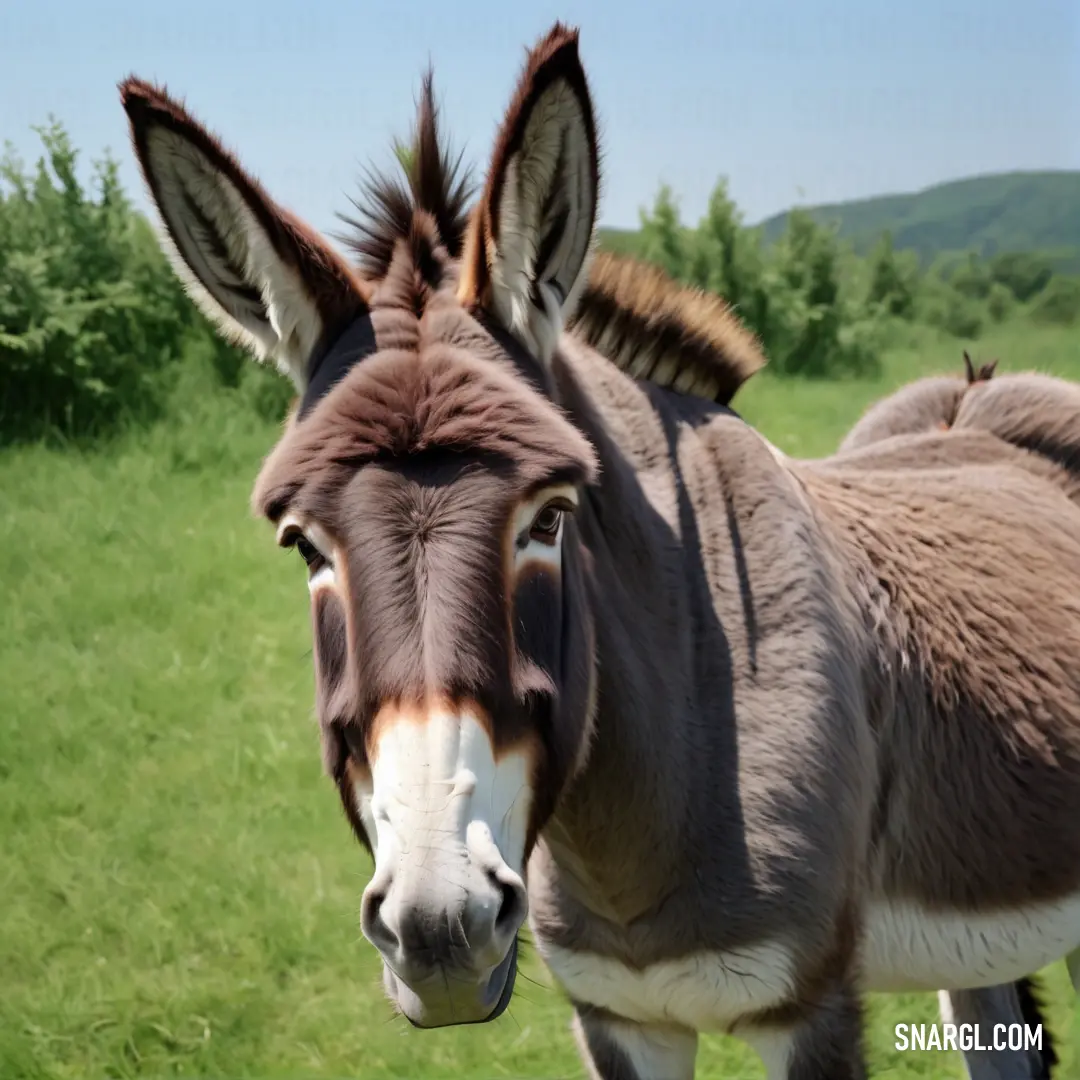 Donkey standing in a field of grass with trees in the background