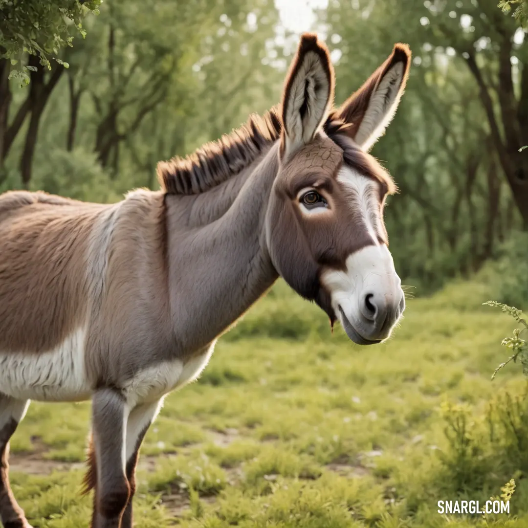 Donkey standing in a field of grass and trees with its eyes open and a white nose and tail