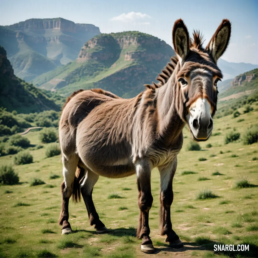 Donkey standing in a field with mountains in the background