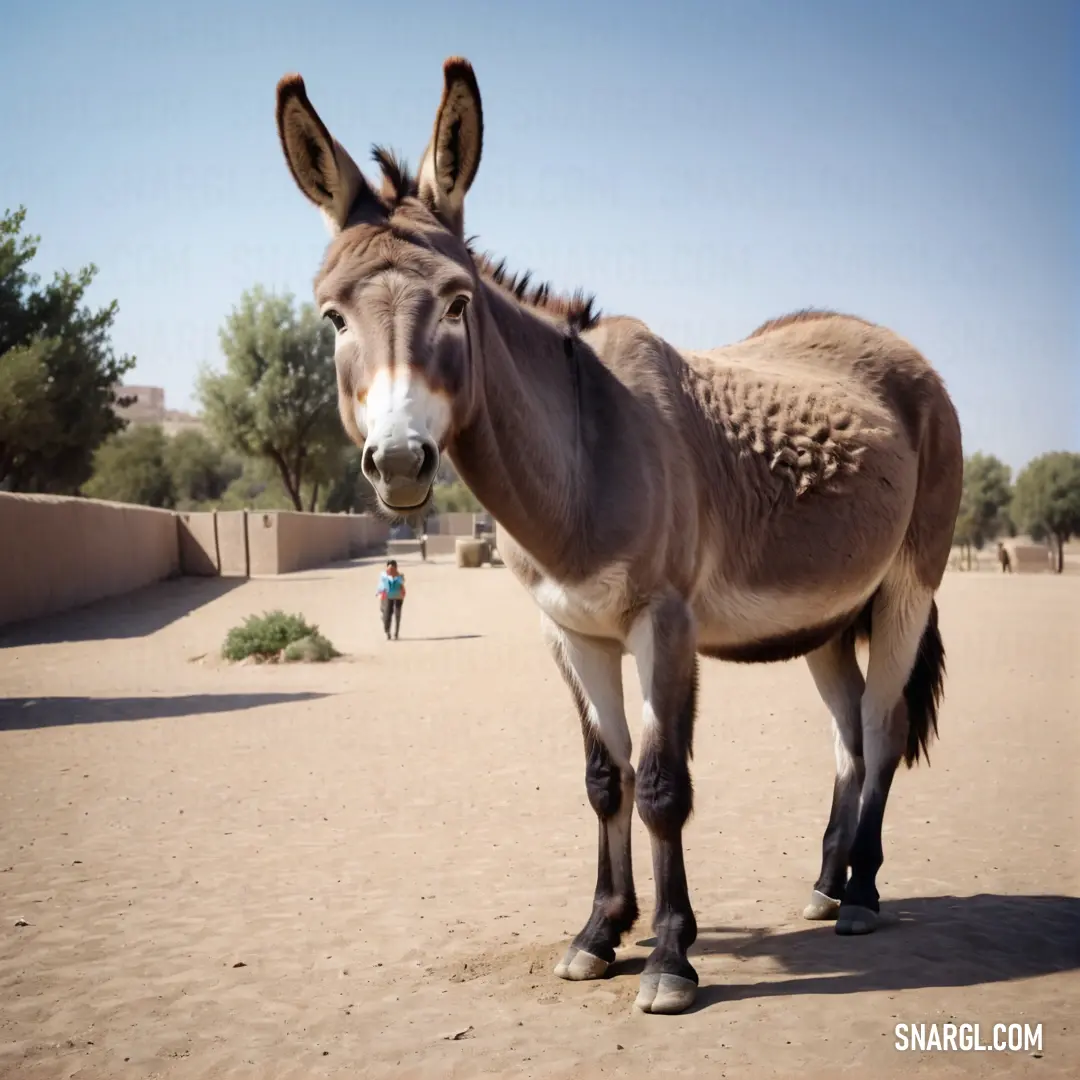 Donkey standing in the middle of a dirt field with a Donkey in the background