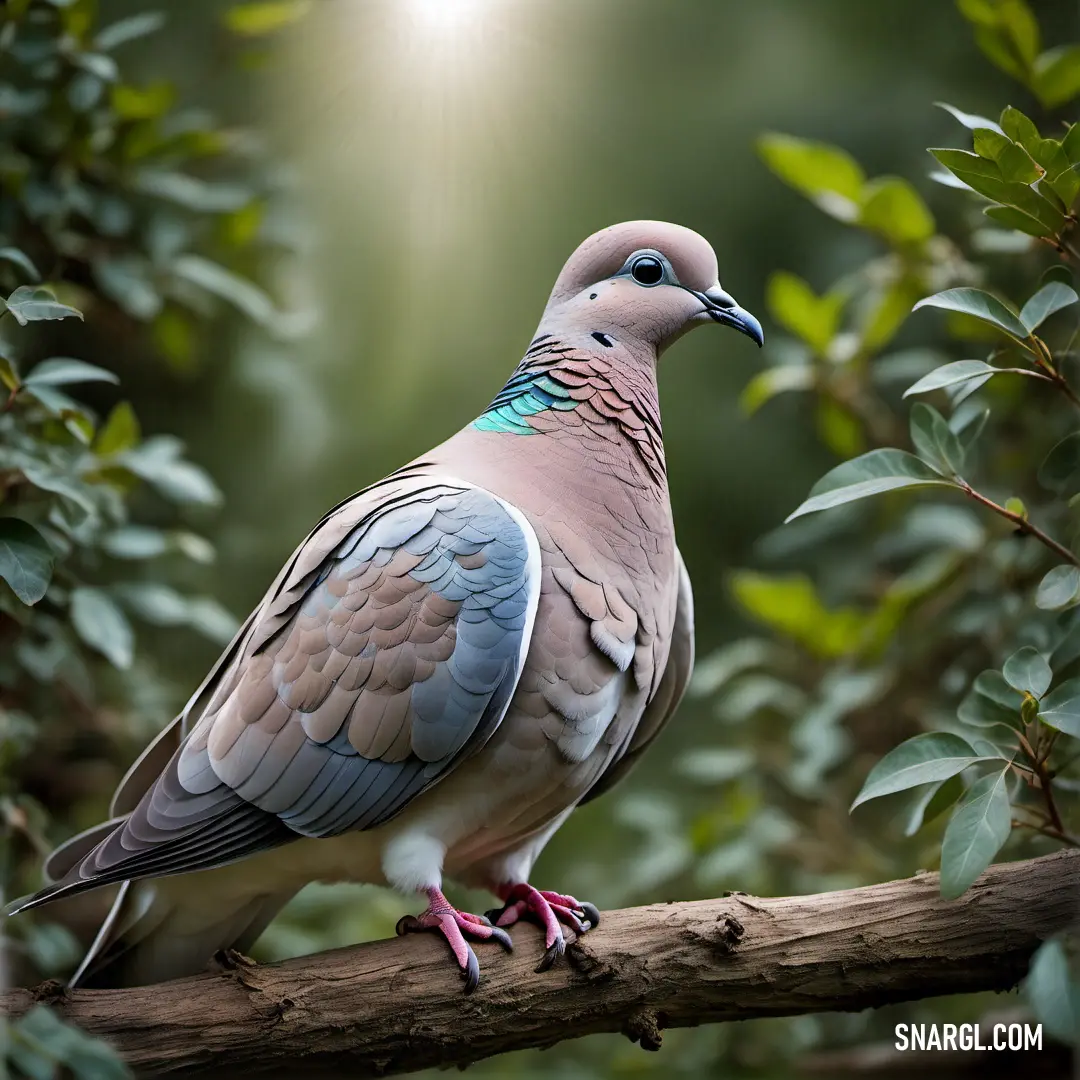 A dove perched quietly on a tree branch, bathed in soft sunlight filtering through the leaves, creating a halo effect around it as it basks in the warmth.