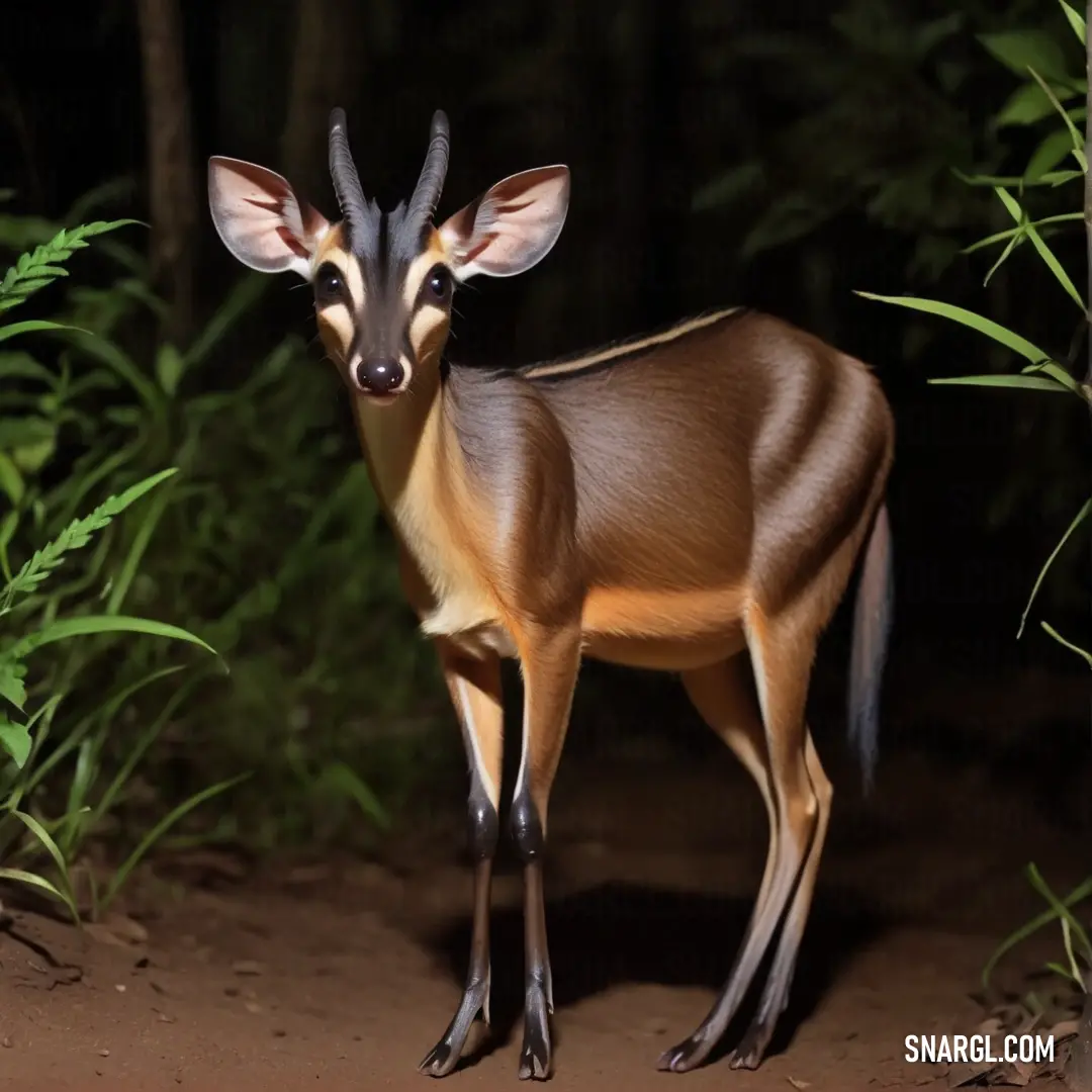 Small antelope standing in the middle of a forest at night time with its eyes open and tongue out