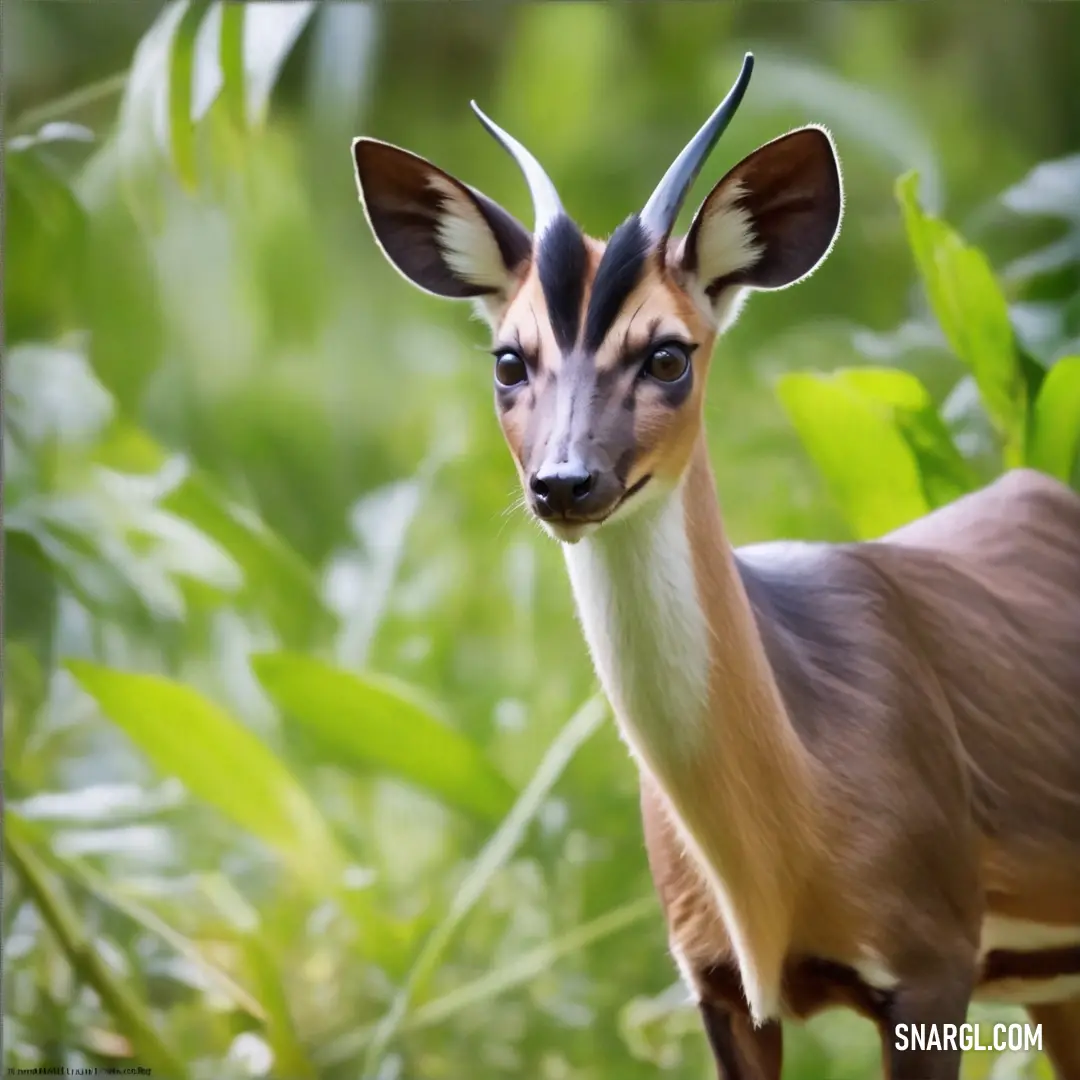 Small antelope standing in a field of grass and plants with a black and white stripe on its head