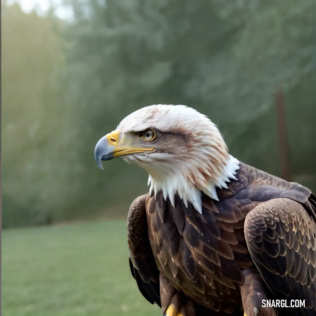 Bald eagle on a yellow perch in a field of grass and trees in the background
