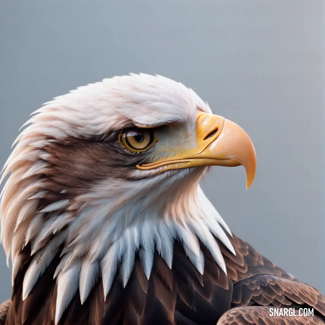 Bald eagle with a white head and brown beak is looking at the camera with a gray background