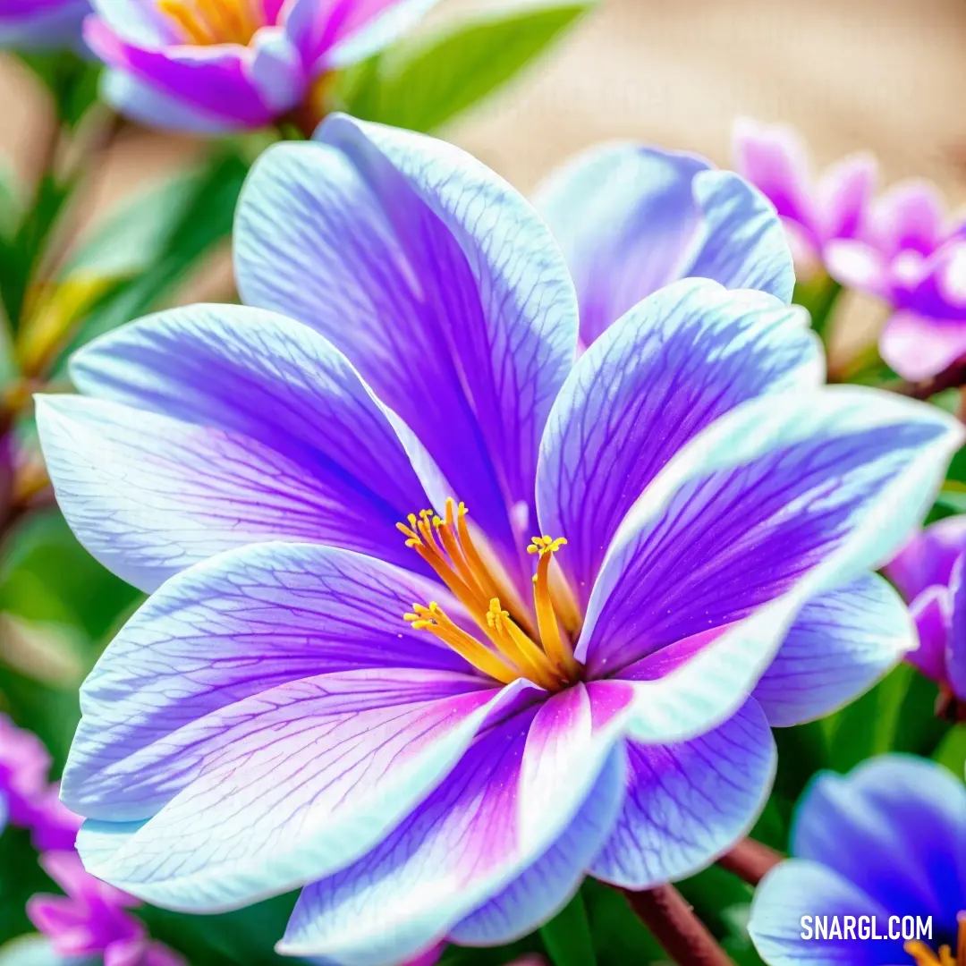 Close up of a purple flower with green leaves and purple flowers in the background
