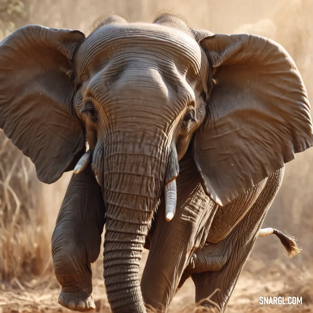Elephant walking in the dirt with its trunk in the air and its ears up and its ears down