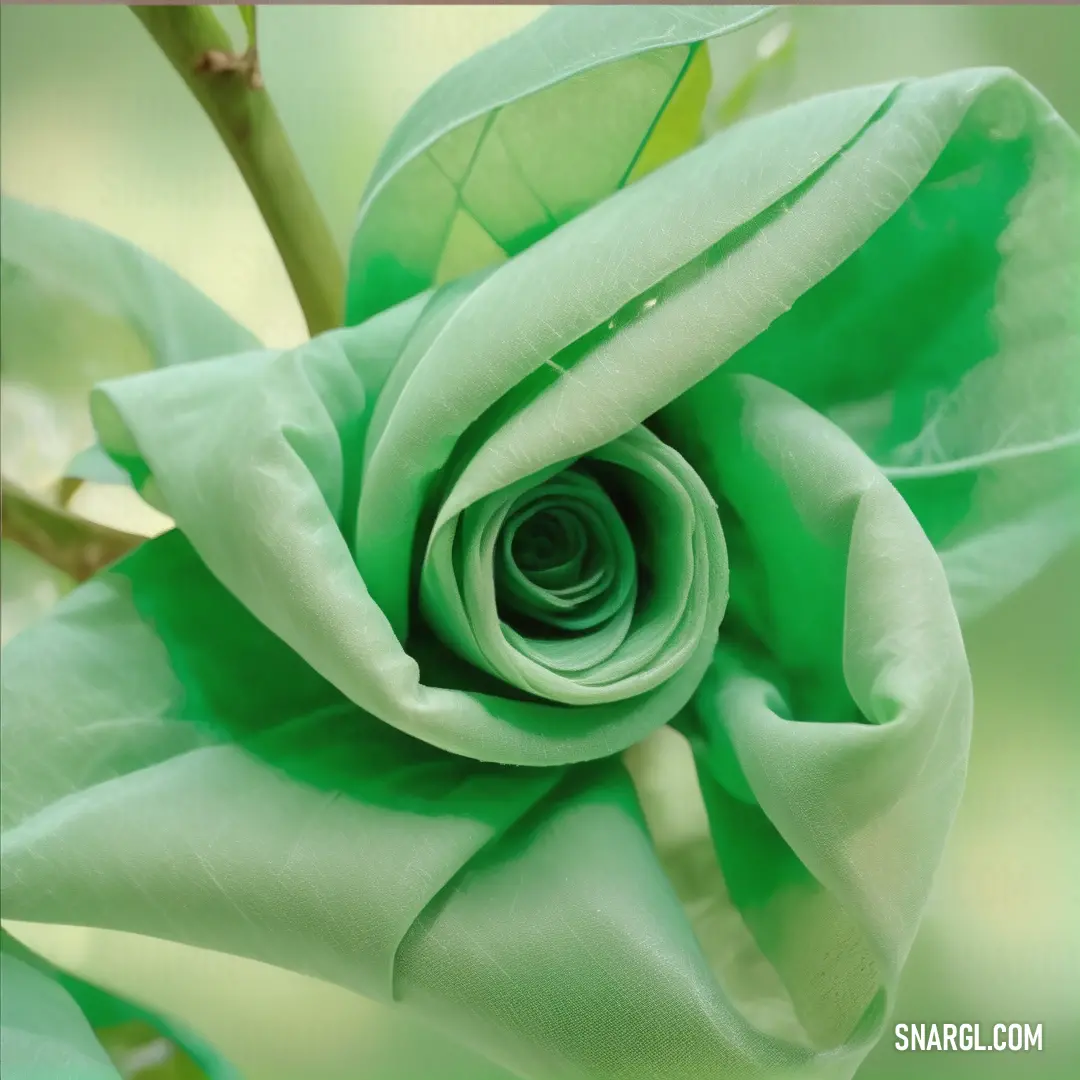 Green flower with a green stem and leaves on it's stem. Example of Emerald color.