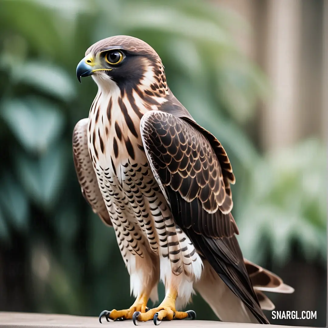 Falcon of prey on a ledge in a zoo enclosure with a blurred background