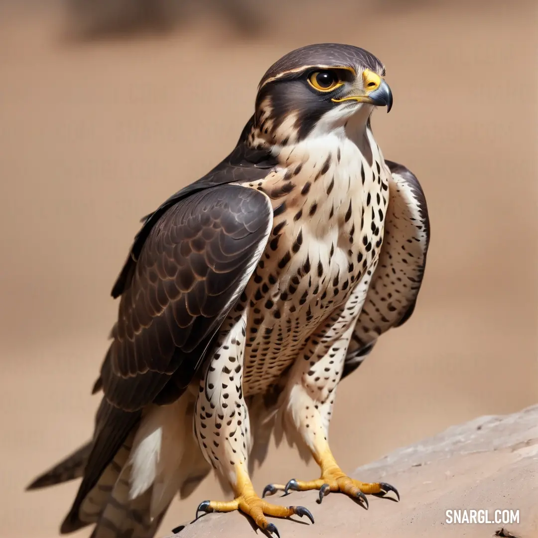Falcon of prey on a rock in the desert, looking at the camera lens, with a blurred background