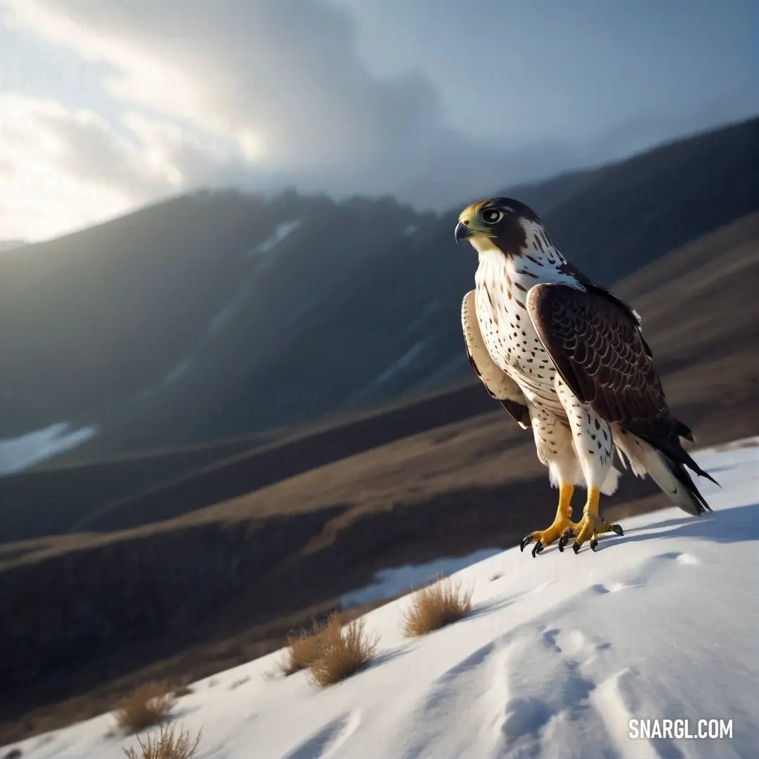 Falcon of prey standing on a snowy hill side with mountains in the background
