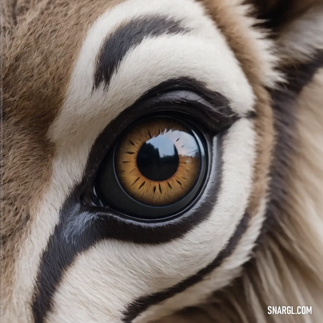 Close up of a zebra's eye with a black spot on it's iris and a white stripe on the side of the eye