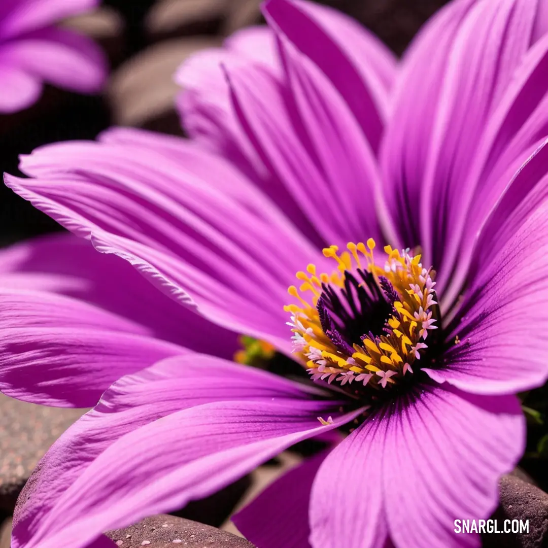 Purple flower with yellow center surrounded by rocks and gravel in the background
