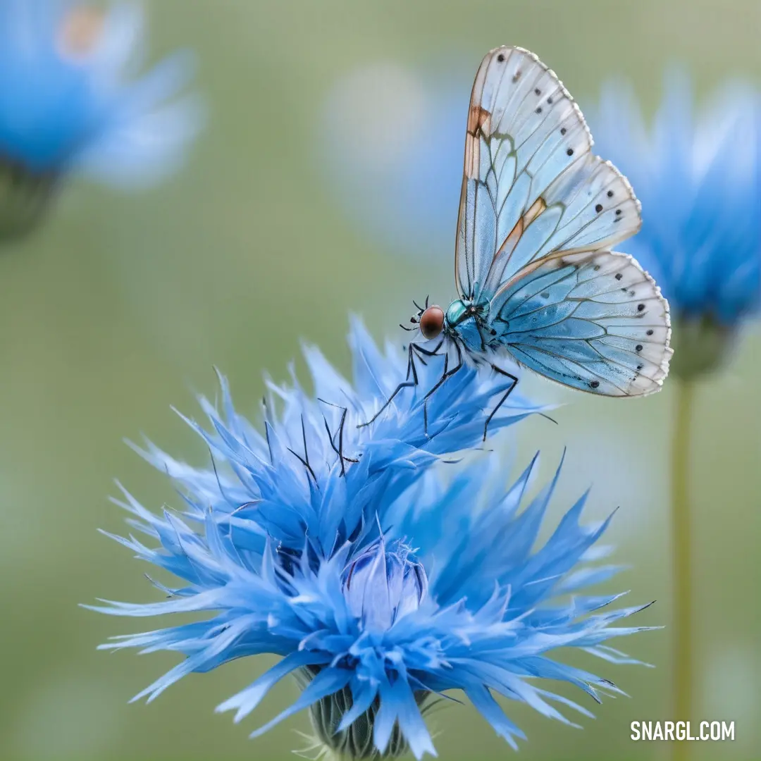 Blue butterfly on a blue flower with blurry background