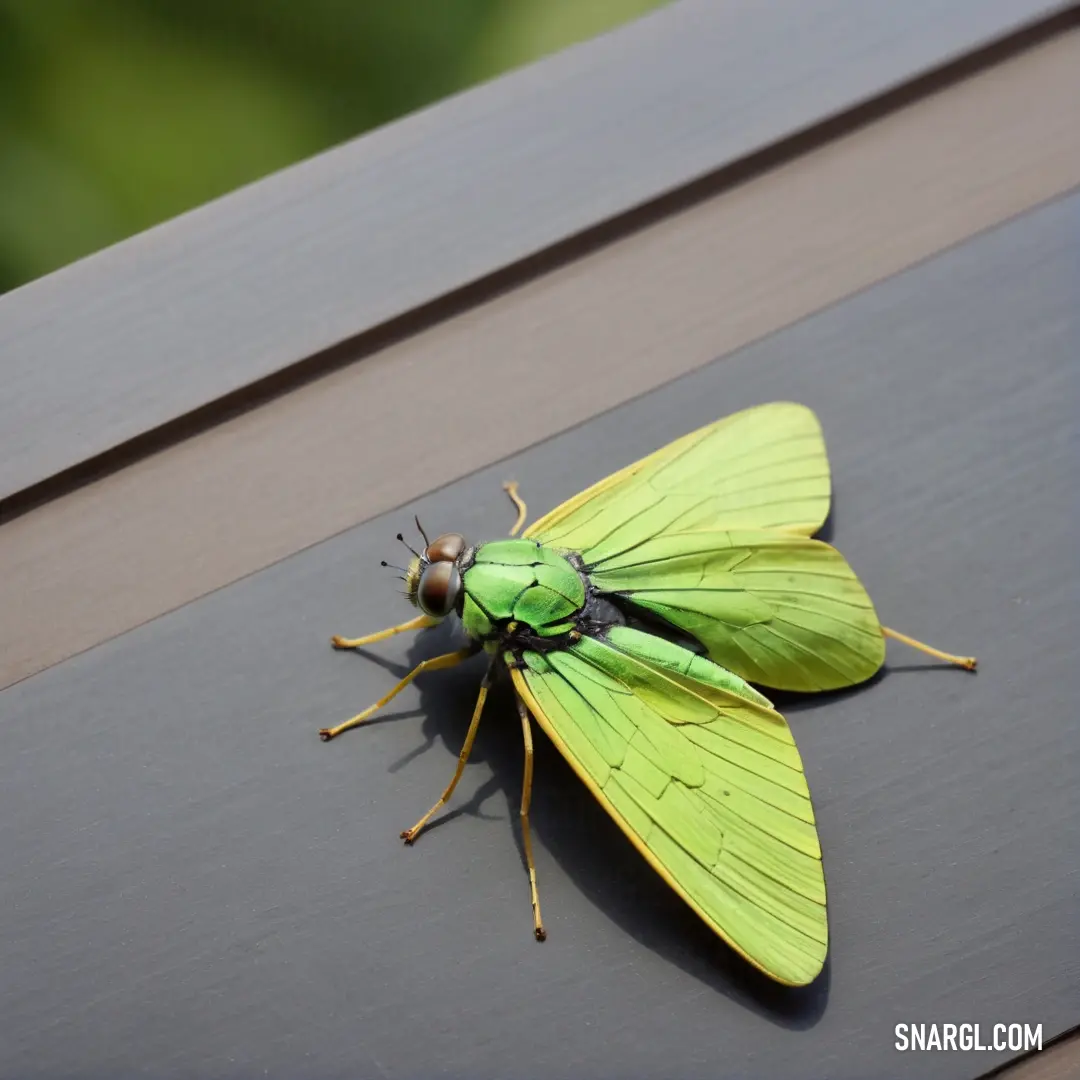 Green insect on top of a wooden table next to a window sill with a bug on it