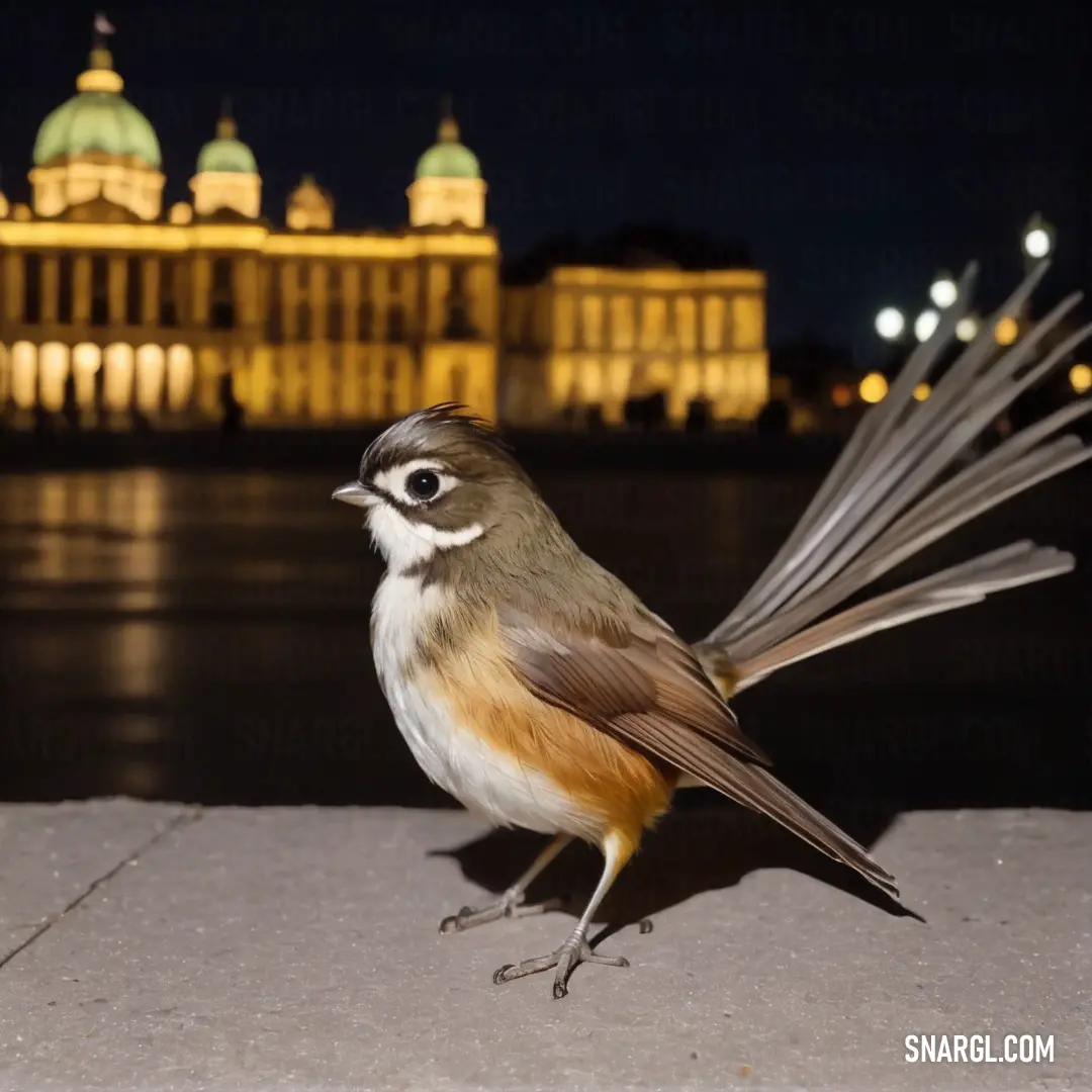 Fantail with a long tail standing on a ledge in front of a building with a large dome in the background