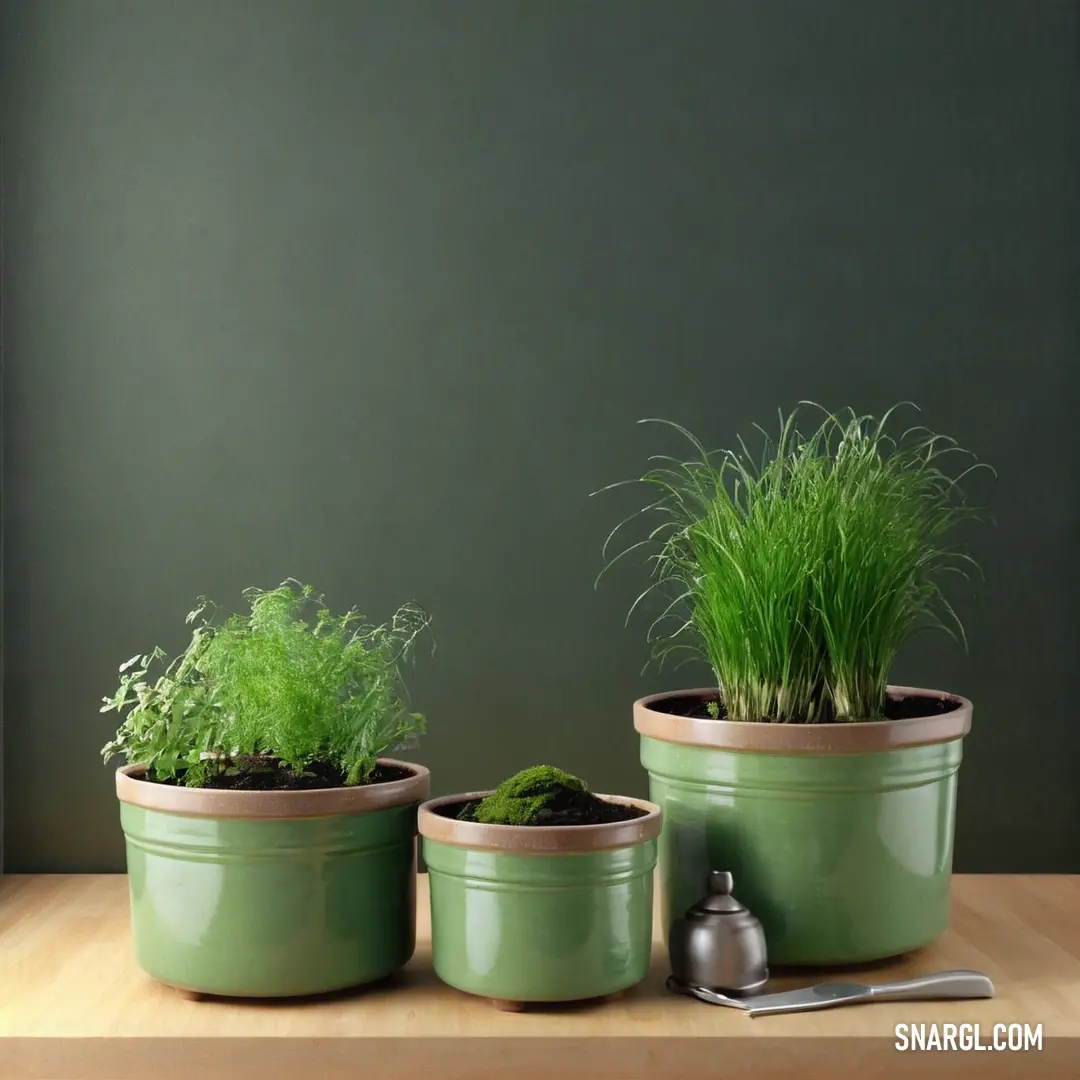 Three pots with plants in them on a table with a spoon and fork in front of them and a green wall behind them. Example of Fern color.