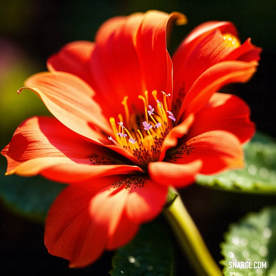 Red flower with a green leaf in the background