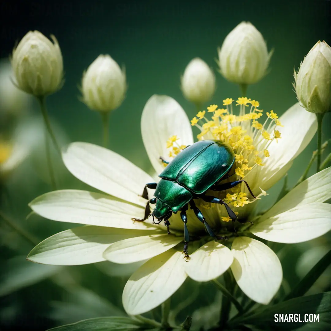 Green beetle on top of a white flower with yellow stamens around it's center