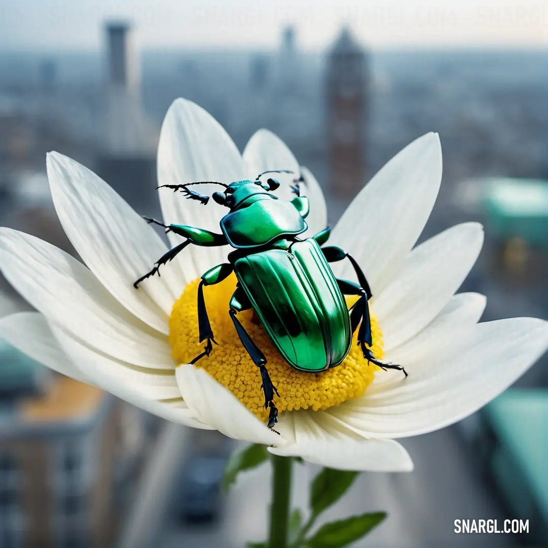 Green beetle on top of a white flower in a vase with a city in the background