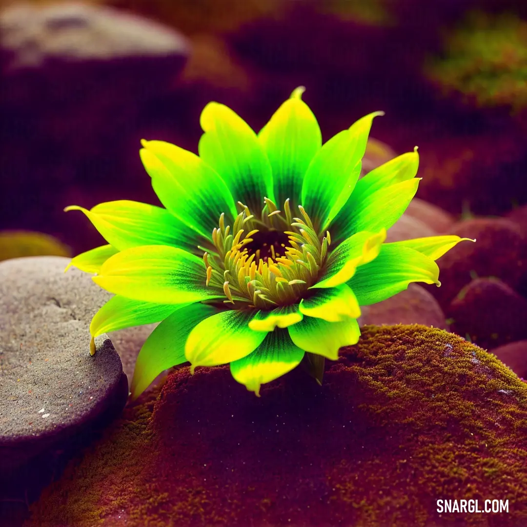 Green flower on top of a rock covered ground next to a pile of rocks