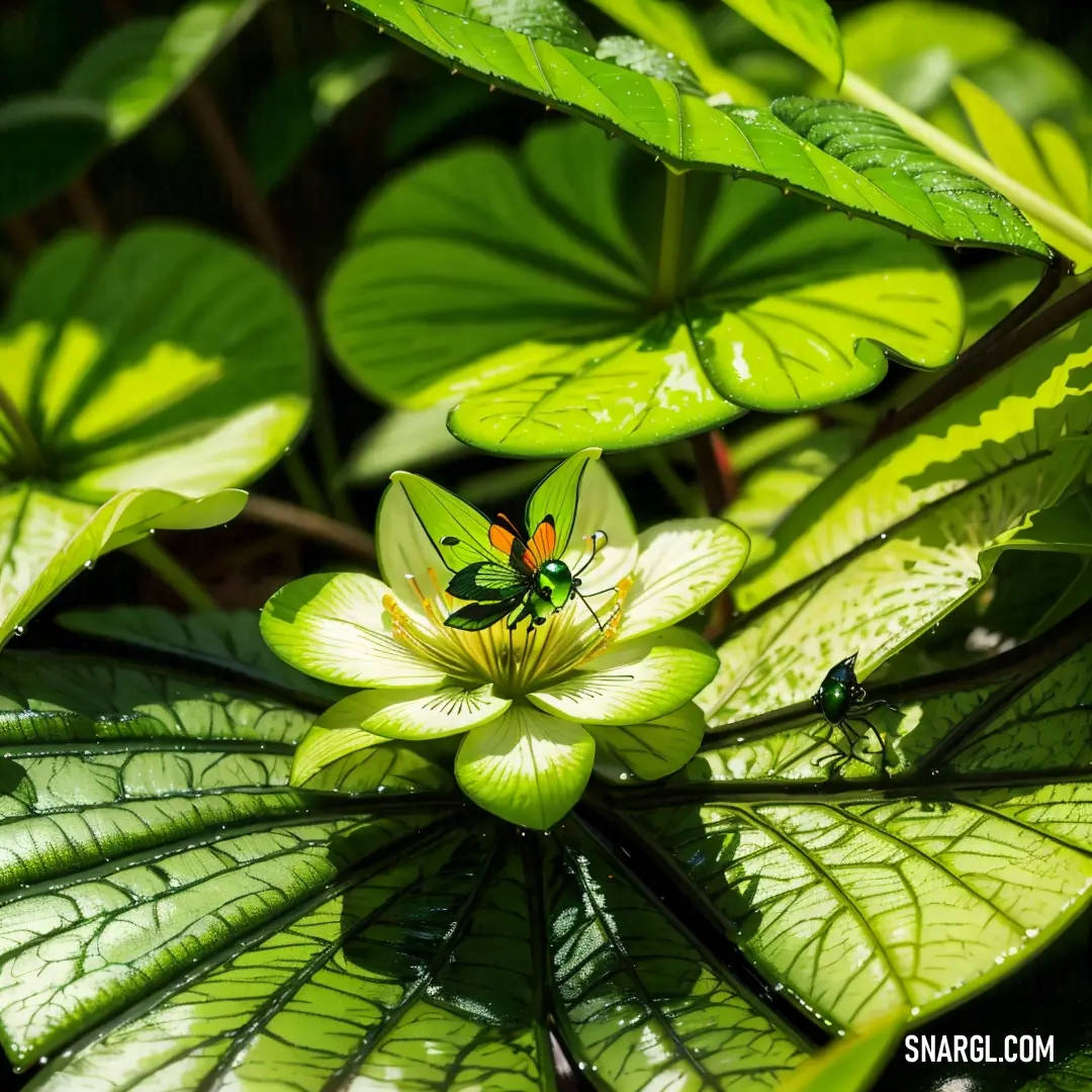 Green flower with a bug on it surrounded by leaves and grass in the sun light of the day. Example of CMYK 20,0,100,0 color.