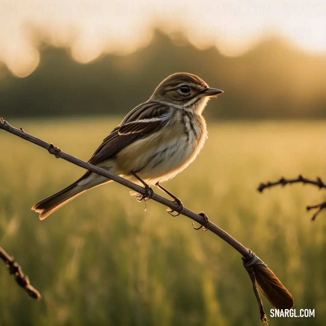 Small Flycatcher on a branch in a field of grass at sunset or dawn