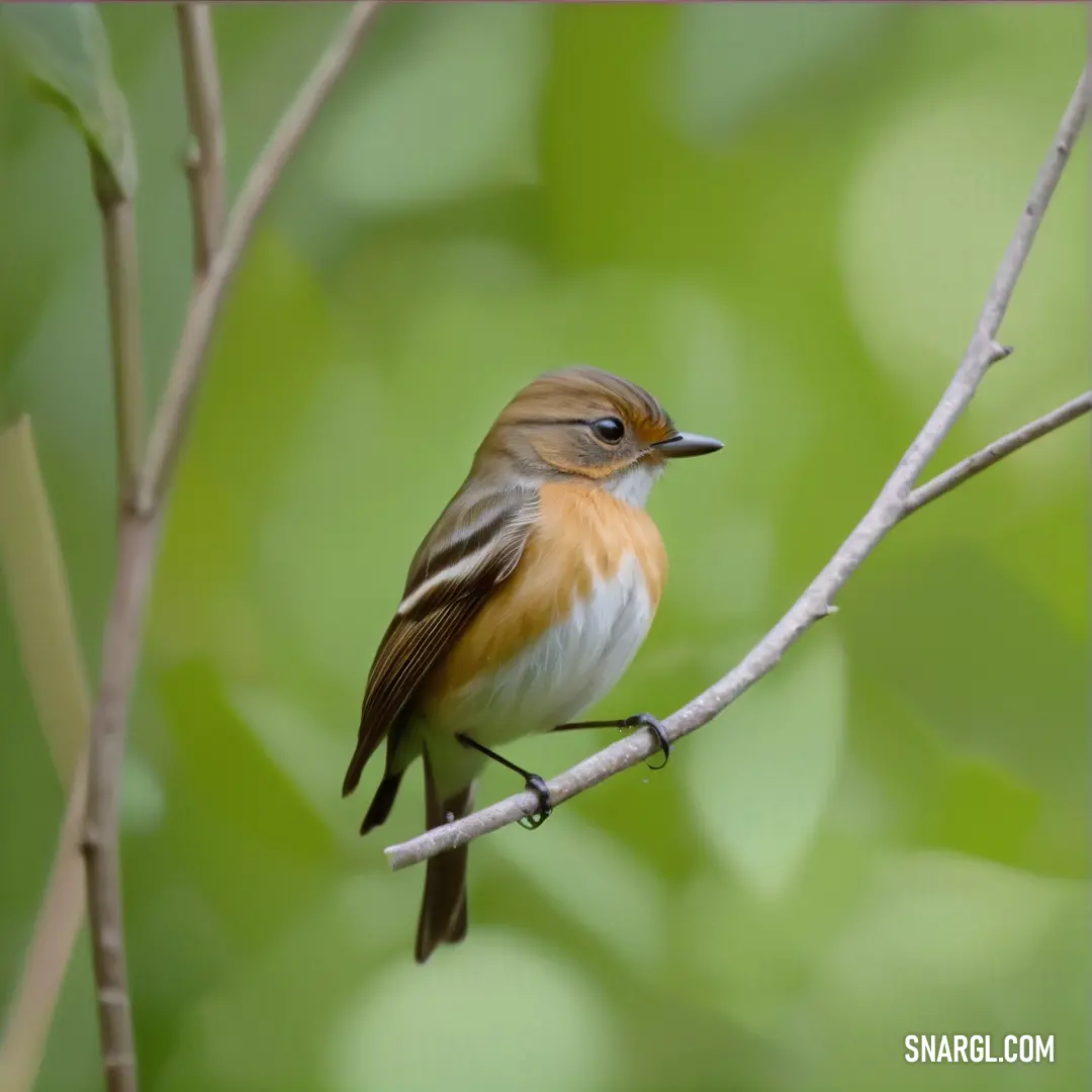 Small Flycatcher perched on a branch in a tree with green leaves in the background