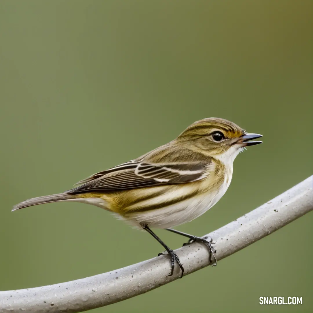 Small Flycatcher perched on a white wire with a green background