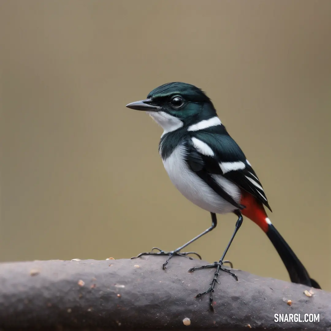 Small Forktail perched on a branch with a brown background