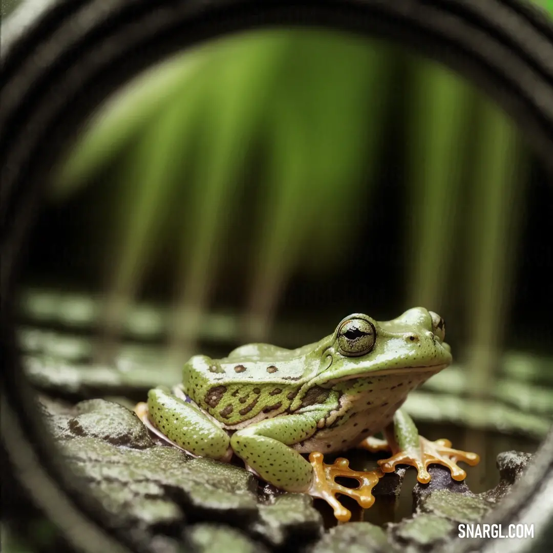 Frog on top of a wooden floor next to a green plant leaf in a mirror frame on a wooden surface