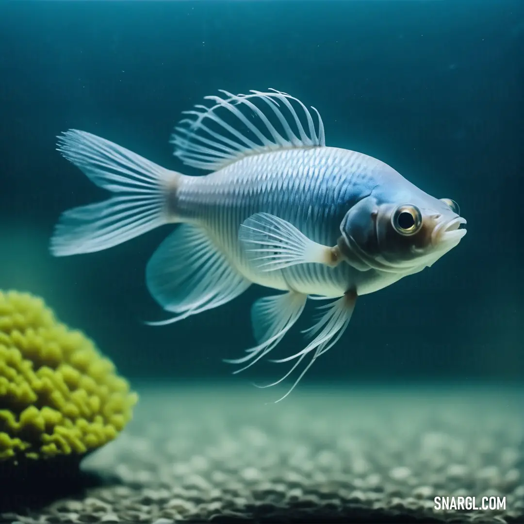 Fish swimming in an aquarium with a green coral in the background