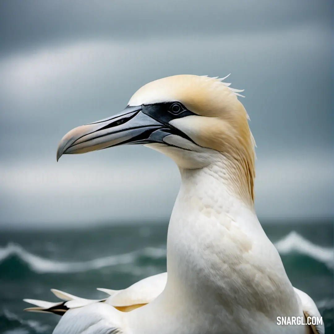 Gannet with a long beak standing in the water with a cloudy sky in the background