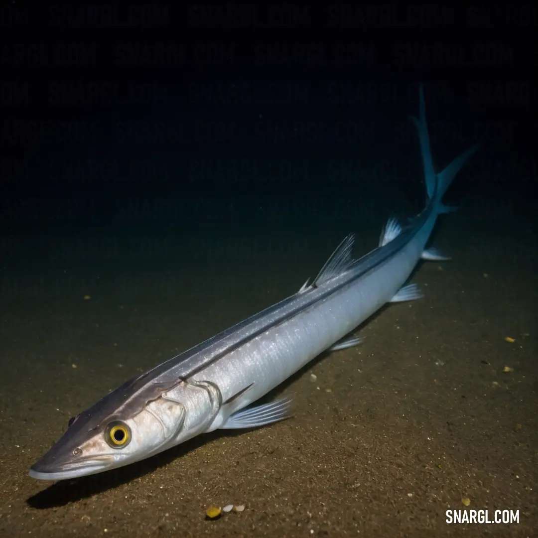A fish lying still on the sandy floor of the water, its wide open eyes staring at the viewer, set against a dramatic dark background.