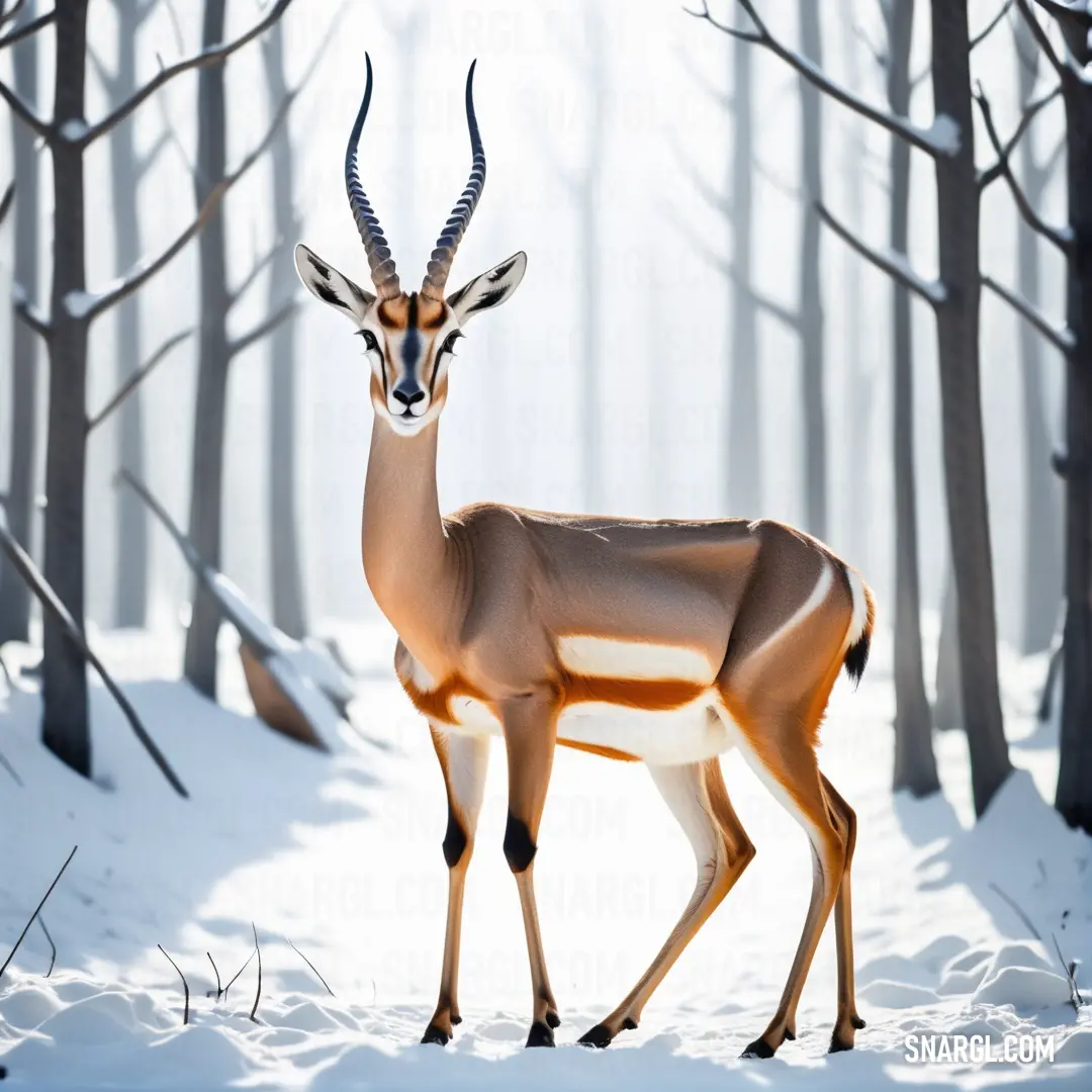 Deer standing in the snow in front of trees and snow covered ground with a sun shining through the trees